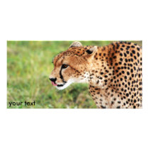 Cheetah Photo Card photo cards