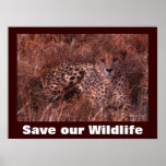 Cheetah Photo Save Our Wildlife Poster