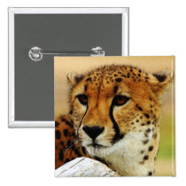 Cheetah buttons