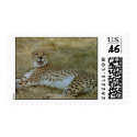 Cheetah postage by quetzal323 Cheetah postage