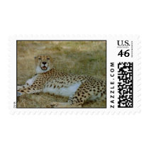 Cheetah postage by quetzal323 Cheetah postage