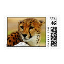 Cheetah postage by pixelholic Cheetah postage