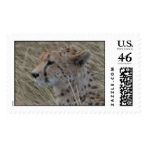 cheetah postage by iluvsrk cheetah postage
