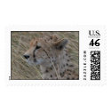 cheetah postage by iluvsrk cheetah postage