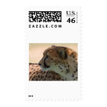Cheetah postage by CloudDancer7 Cheetah postage