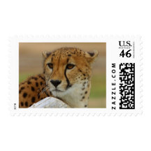 Cheetah Postage Stamps