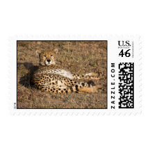Cheetah Postage Stamps