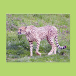 Cheetah Postcards