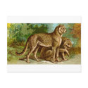 Cheetah postcards by pinkalmond Cheetah postcards