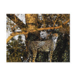 cheetah post card
