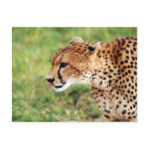 Cheetah Postcard