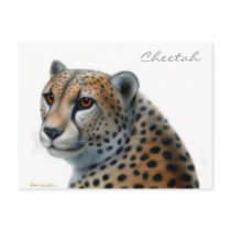 Cheetah Postcard
