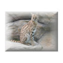 Cheetah Postcard