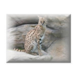 Cheetah Postcard