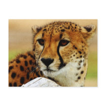 Cheetah postcards