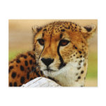 Cheetah Postcard