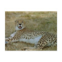 Cheetah postcards by quetzal323 Cheetah postcards