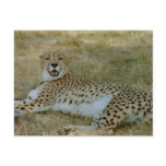 Cheetah Post Cards