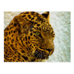 Cheetah Postcard