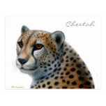 Cheetah Postcard