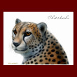 Cheetah Postcard postcards