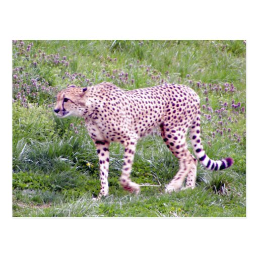 Cheetah Postcards