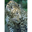 Cheetah print