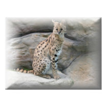 Cheetah Poster posters