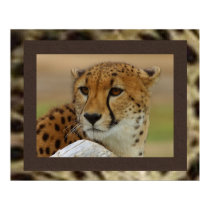 Cheetah Poster posters