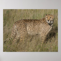 Cheetah Print