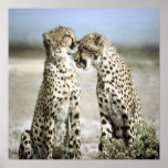 Cheetah Poster