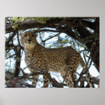 Cheetah posters