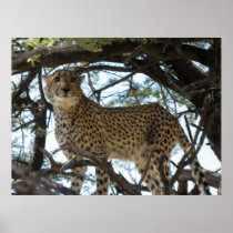 Cheetah Poster
