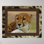 Cheetah Poster posters