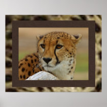 Cheetah Poster