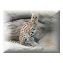 Cheetah Poster posters by deesbasenjis Cheetah Poster posters
