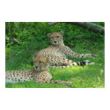 Cheetah Poster posters by ZunigasArt Cheetah Poster posters