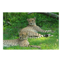 Cheetah Poster posters by ZunigasArt Cheetah Poster posters