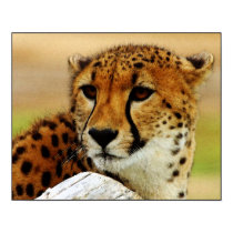 Cheetah posters
