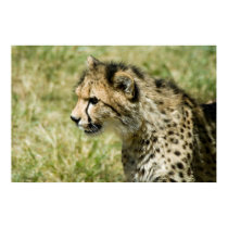 Cheetah posters by mlane53 Cheetah posters