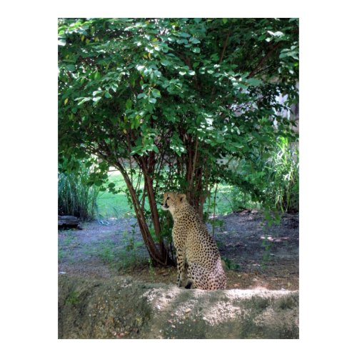 Cheetah Print / Poster print