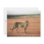 Cheetah Prints Invitations