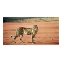 Cheetah Prints Photo Cards photo cards by craighbarber Cheetah Prints Photo Cards photo cards