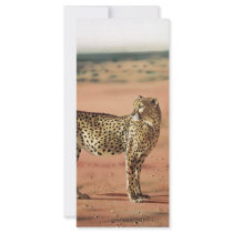 Cheetah Prints Rack Cards