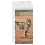 Cheetah Prints Rack Cards