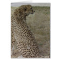Cheetah- Profile Card by quetzal323 Cheetah- Profile Card