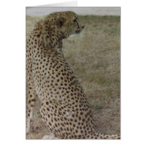 Cheetah- Profile Card by quetzal323 Cheetah- Profile Card