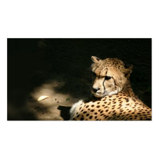 Cheetah profile card business cards