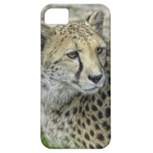 Cheetah Profile iPhone 5 Cover