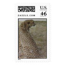 Cheetah- profile postage by quetzal323 Cheetah- profile postage